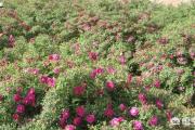 甘肃兰州的市花为什么是玫瑰？