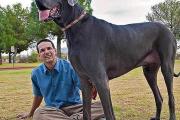 世界上最大的狗有多大？
