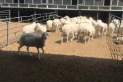 为什么互联网养羊打破了传统养羊模式？