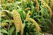 黄小米适合什么土壤？生产优质黄小米需要具备哪些条件？