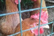 养鸡中草药配方有哪些？怎样才能减少养鸡喂药的成本？