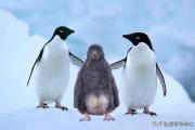 为什么企鹅被称为自然界最腹黑的动物？
