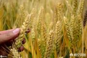 小麦收割晚，真的会减产吗？怎么确定收割时间？