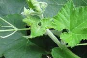种植南瓜取苗食用，怎样施肥才能让南瓜苗长的又长又嫩又快？
