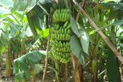 河南开封可以种植香蕉树吗？