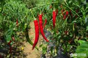 辣椒开花以后中后期如何管理才能达到增产增收的目的？
