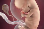 怀孕十周胎儿有多大？孕妇平时需要注意什么？