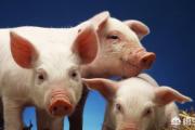 猪患了链球菌病并且反复发作，该怎么办？