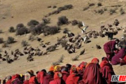 什么是天葬 西藏佛教徒的一种葬礼(让秃鹫吃掉死者尸体)