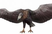 幸好这30种动物灭绝了,阿根廷巨鹰翅膀张开有7米长