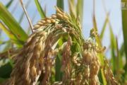 袁隆平超级稻连续4年亩产超1100千克