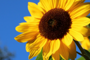 优质向日葵的花语和寓意是什么？