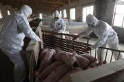 英国养猪业半年损失10亿元 多个行业受到打击