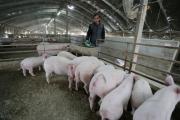 国内养殖集团靠低成本获利，小规模养猪靠什么？还能获利吗？
