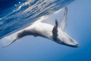 鲸落是什么意思,关于鲸落的唯美句子