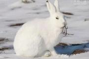 北极兔极度耐寒的兔科动物(体重12斤)