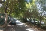 西安的好多街道为什么不栽树？