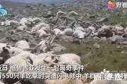 550只羊吃草时被雷瞬间劈死,为何会“尸横遍野”？？