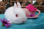 世界上最可爱的兔子，荷兰侏儒兔（看一眼能把人萌翻）