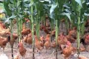 承包了87亩农田，想在上面种玉米，再套养鸡，是否可行？