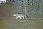 内蒙古林草局：获救护雪豹在贺兰山放归自然，将持续监测研究