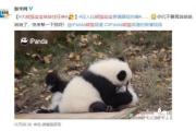 大熊猫宝宝被按住狂亲,到底是怎么回事？