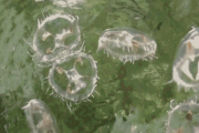 海南的一口农家水井，为什么会出现大量6亿年前诞生的桃花水母？