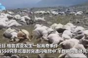 550只羊吃草时被雷瞬间劈死,这是什么情况？