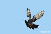 古代都是用信鸽送信，信鸽怎么知道送信的确切位置呢？