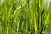 小麦齐穗未杨花可打药防赤霉病吗？有什么需要注意的吗？