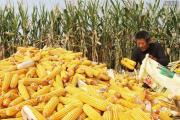 2021年7月玉米价格最新行情 有无上涨通知？