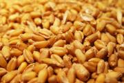 2021年小麦最新价格行情怎样？要不要囤积