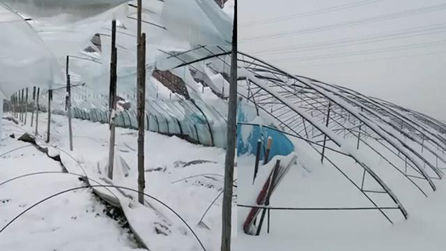 威海暴雪农户14个蔬菜大棚被压塌