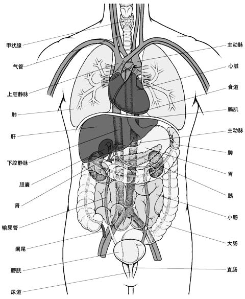 人体内脏器官结构位置分图布详解