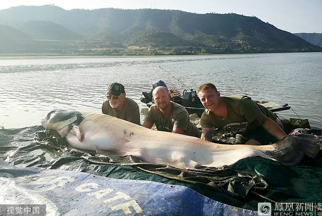钓鱼爱好者捕获巨型鲶鱼重达200斤 巨型鱼有哪些（最大鲶鱼图片）