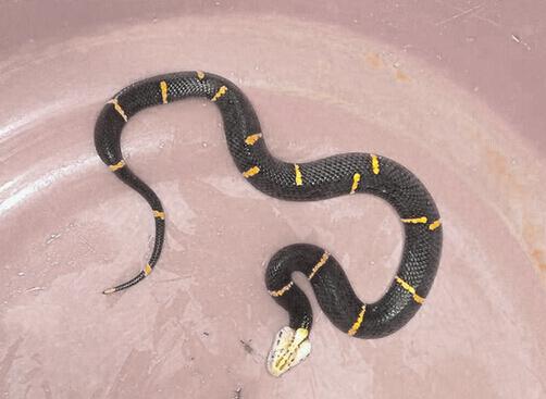中国27种毒蛇之喜马拉雅白头蝰：中国特有的毒蛇（图片）