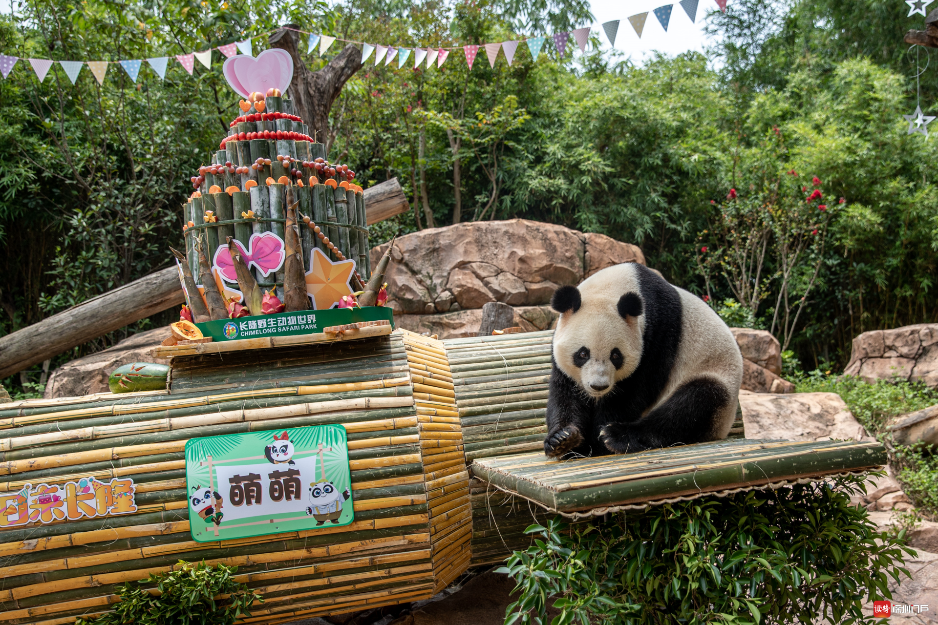 全球唯一熊猫三胞胎七周岁啦！100位“小寿星”在长隆与熊猫同庆生