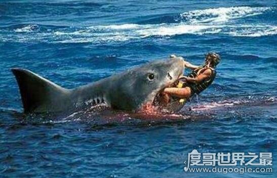 世界上最惨鲨鱼吃人事件：历史上被鲨鱼吃掉的事件
