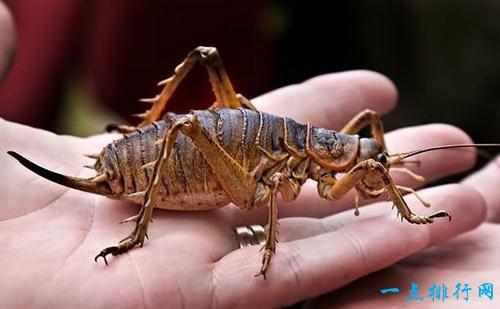世界上最恐怖的十种昆虫 十大最恐怖虫子（图片）