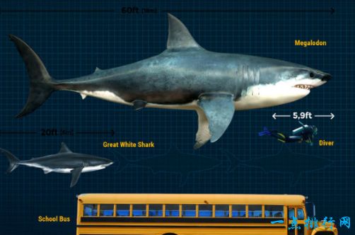 史前十大巨兽都有哪些：巨齿鲨、滑齿龙、龙王鲸、巨型黄貂鱼