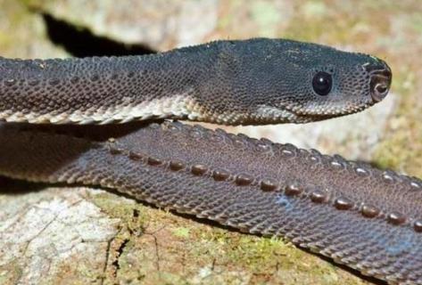 世界上最奇怪的十种蛇 形状怪异的蛇都有哪些（图片）