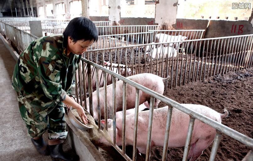 今年农村养猪有补贴吗 达到什么规模才有补助