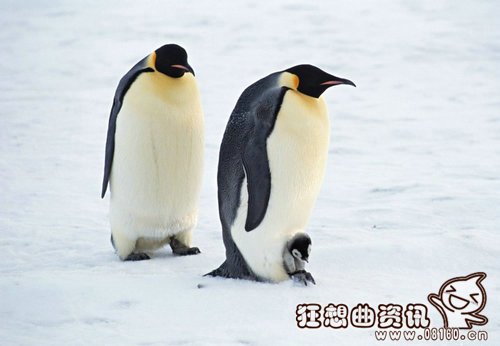 帝企鹅跟普通企鹅有什么区别? 企鹅是哺乳类动物吗?