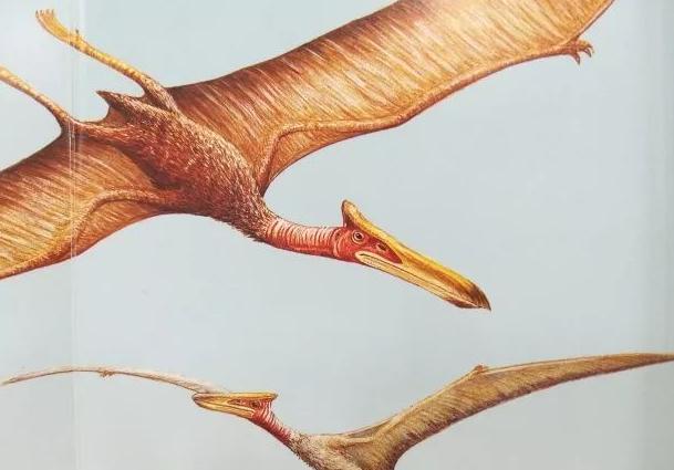 风神翼龙是最厉害的恐龙吗，它是我们中国的龙吗