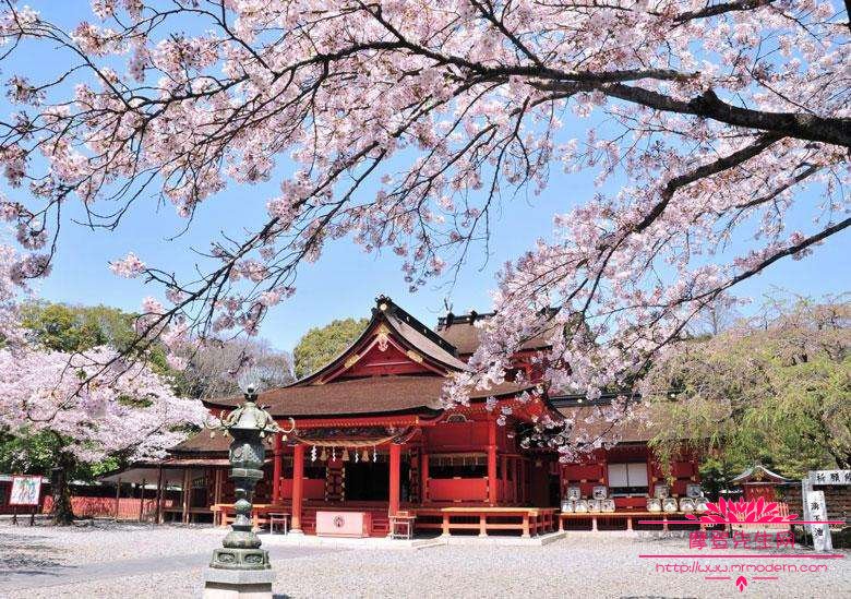 日本樱花为什么这么出名？解析日本樱花品种的分类介绍