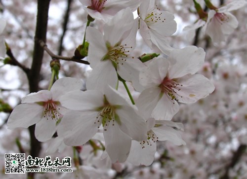 日本晚樱与樱花的区别,日本樱花哪里最好看