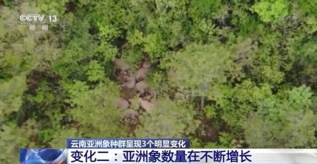 国家林草局：云南亚洲象种群呈现3个明显变化