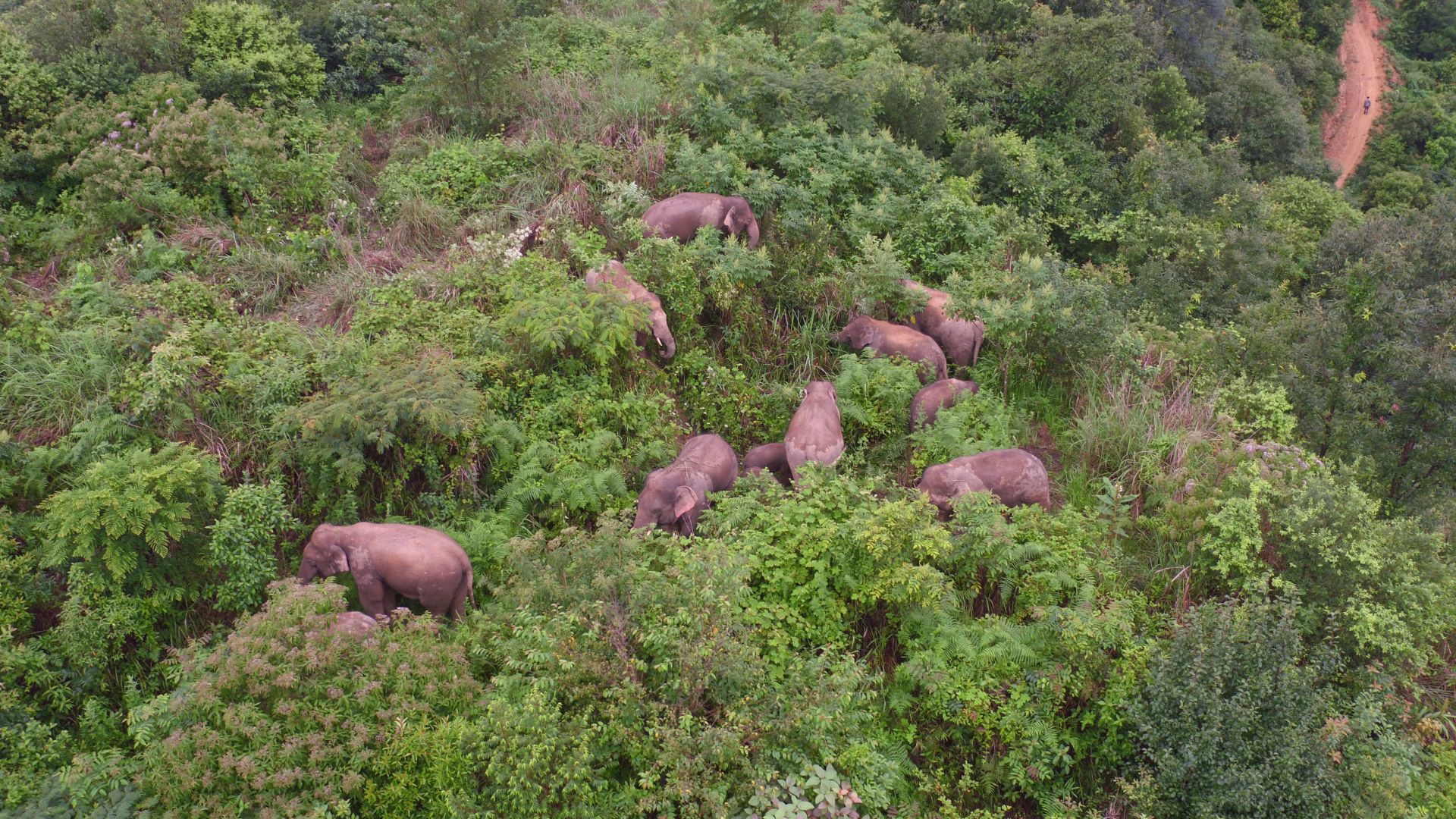 “断鼻家族”14头亚洲象结束110余天北上之旅，返回普洱