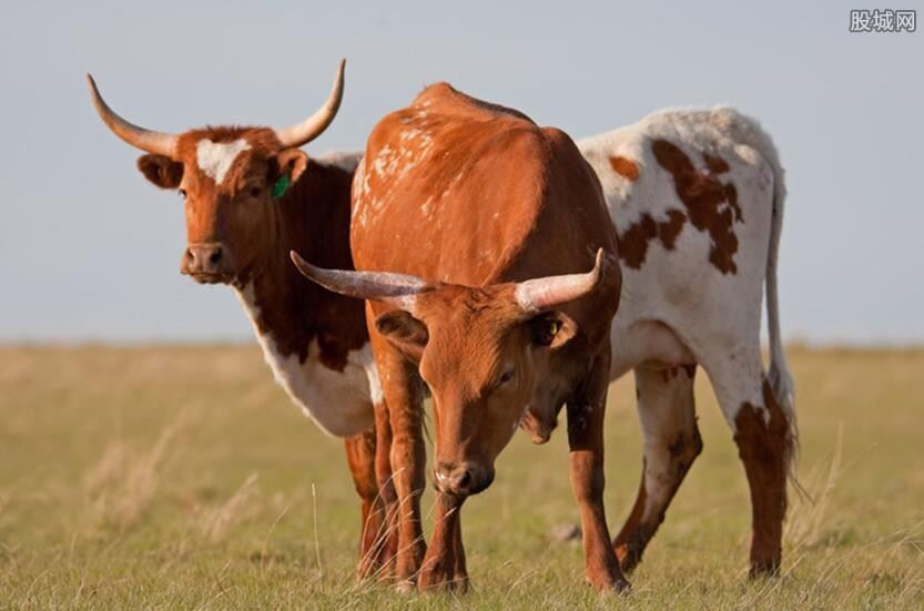 2021年养牛补贴标准是怎样的 具体有哪几种？