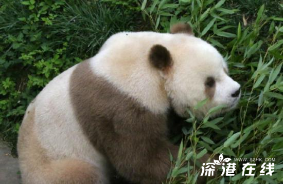 棕色大熊猫被认养  棕色大熊猫长什么样子（图）